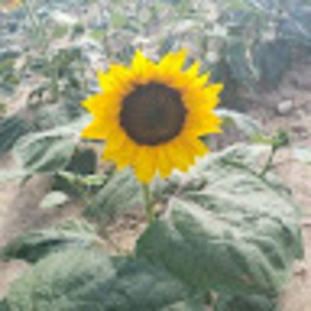 Meet your Posher, Renea